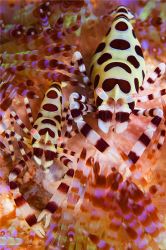 What a treat to find these dramatic Coleman's shrimp in a... by Erin Quigley 
